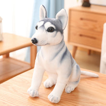 Lade das Bild in den Galerie-Viewer, Jetzt Tolle Husky Kuscheltiere ca. 30cm bis 90cm bei Kuscheltiere.store kaufen